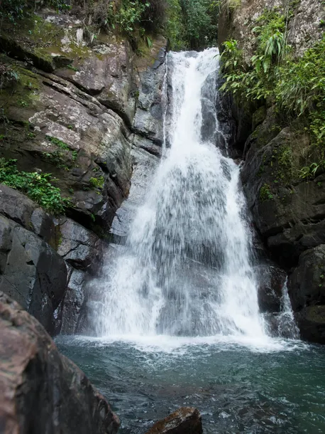 El yunque national forest